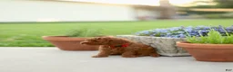 Mini Goldendoodle dogs for sale: Finn-Micro - Ad 2