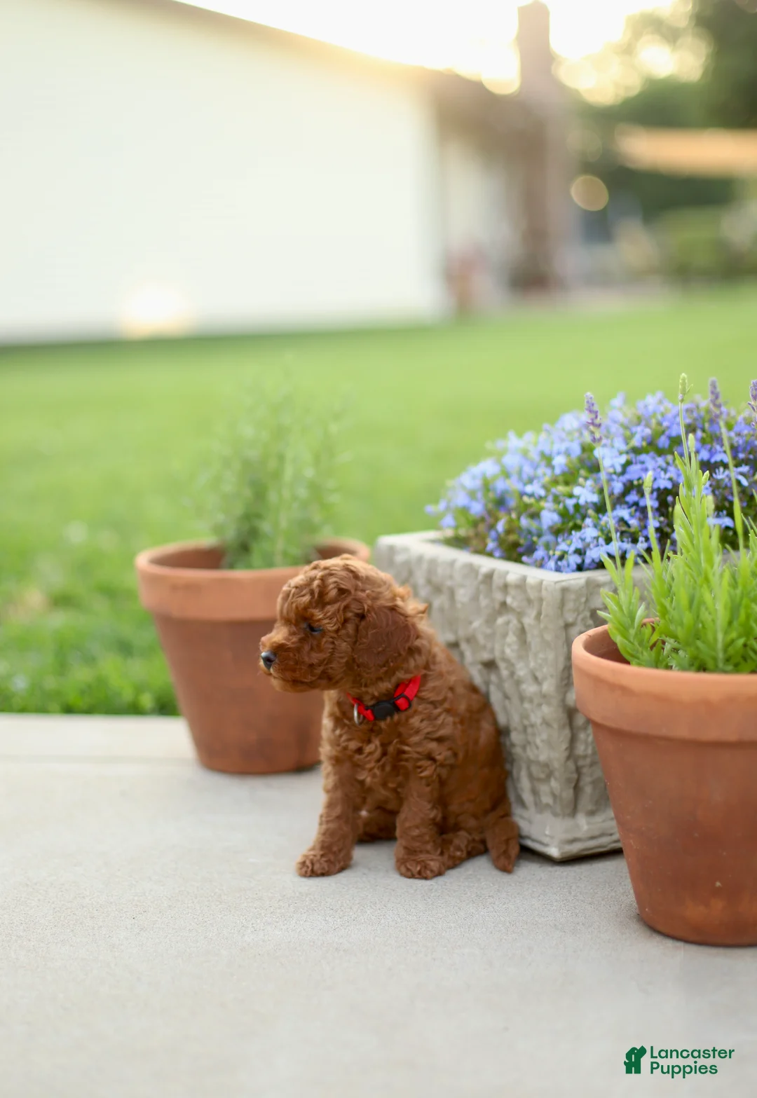 Mini Goldendoodle dogs for sale: Finn-Micro - Ad 2