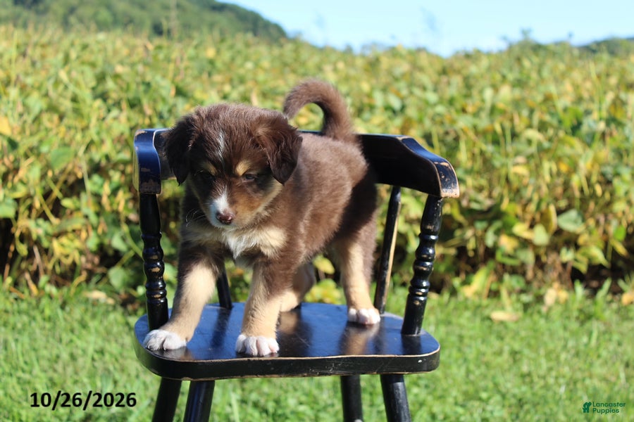 Mixed Breed dogs for sale: Mason - Ad 2