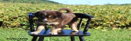 Mixed Breed dogs for sale: Mason - Ad 2
