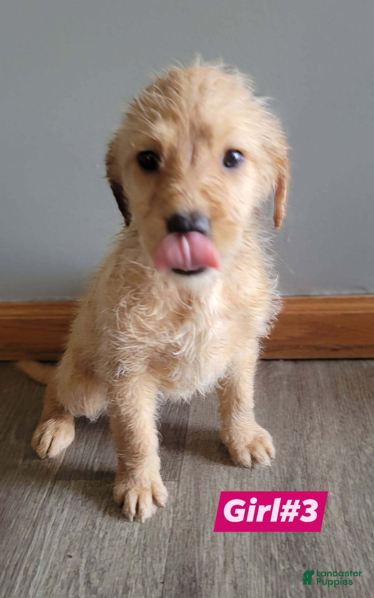 Double Doodle dogs Double Doodle Puppy 7 - Ad 7