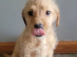 Double Doodle dogs Double Doodle Puppy 7 - Ad 11