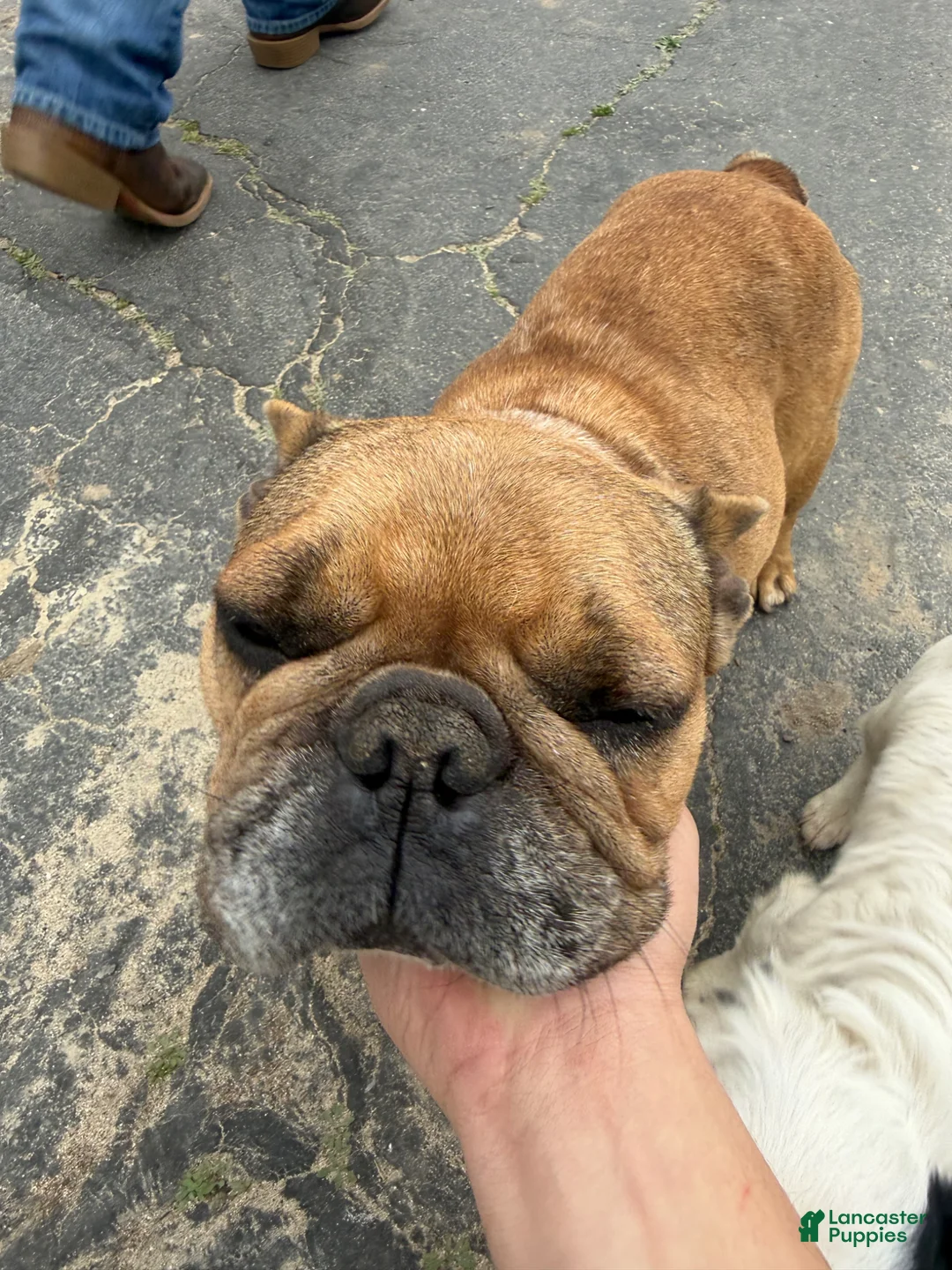 Mixed Breed dogs for sale: Mixed Breed Puppy 1 - Ad 3