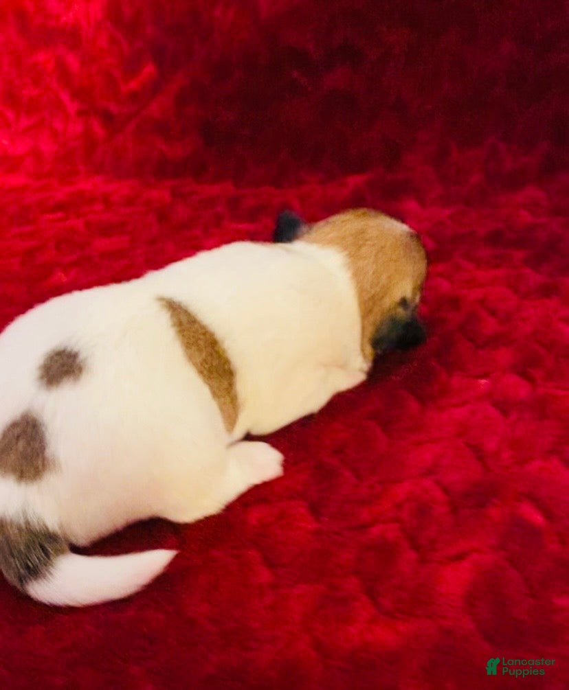 Jack Russell Terrier dogs Jack Russell Terrier Puppy 3 - Ad 2