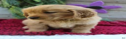 Golden Retriever dogs for sale: Angie - Ad 2