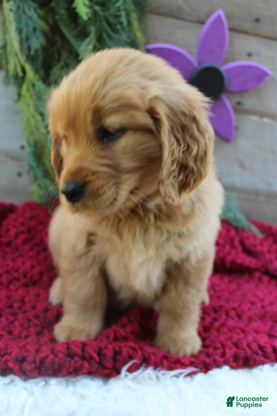 Golden Retriever dogs for sale: Angie - Ad 2