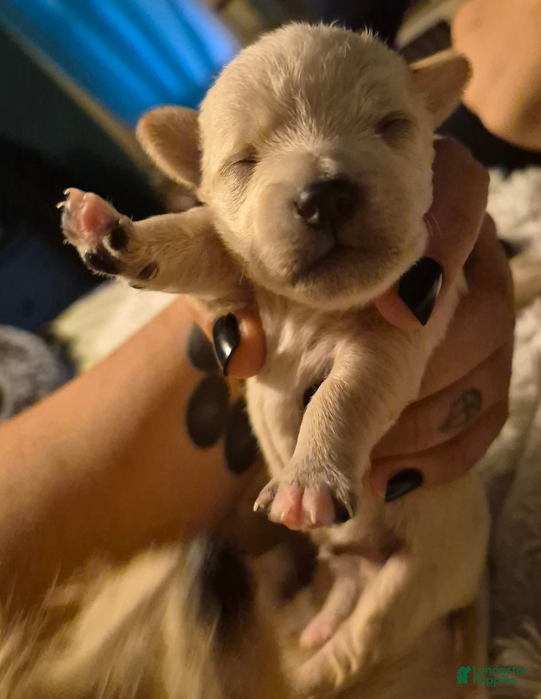 Chipoo dogs for sale: Chipoo Puppy 2 - Ad 4