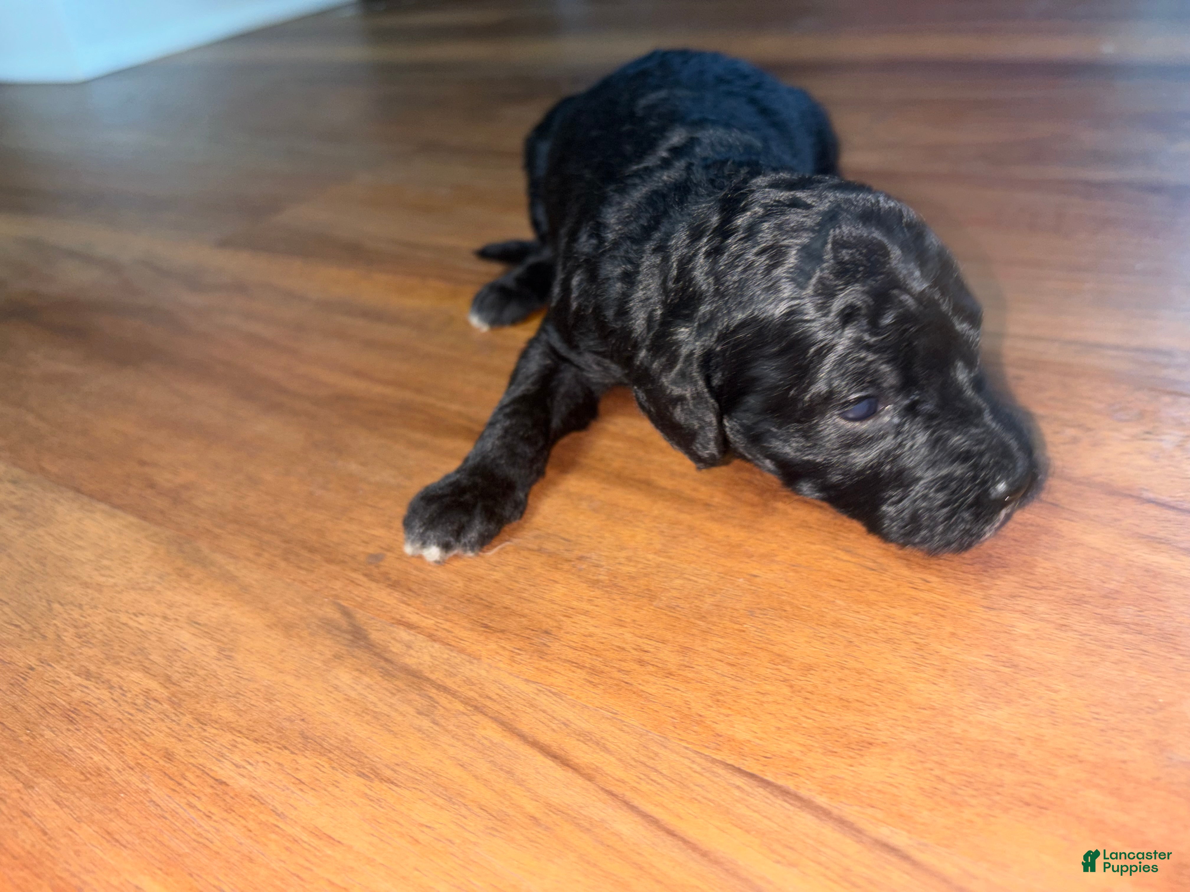 Mini Goldendoodle dogs Chanel  - Ad 2