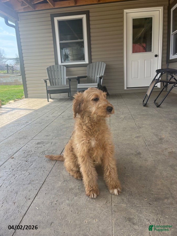 Goldendoodle dogs Sadie - Ad 1
