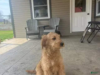 Goldendoodle dogs for sale: Sadie - Ad 4