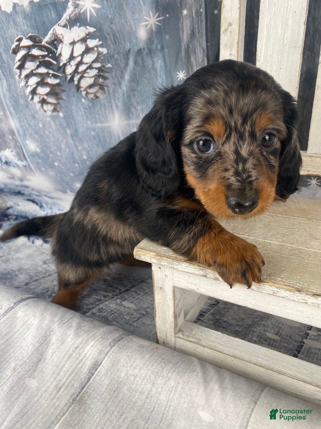 Miniature Dachshund dogs for sale: Dixie - Ad 1