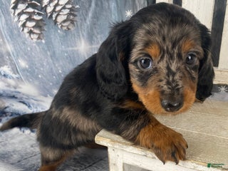 Miniature Dachshund dogs Dixie - Ad 22
