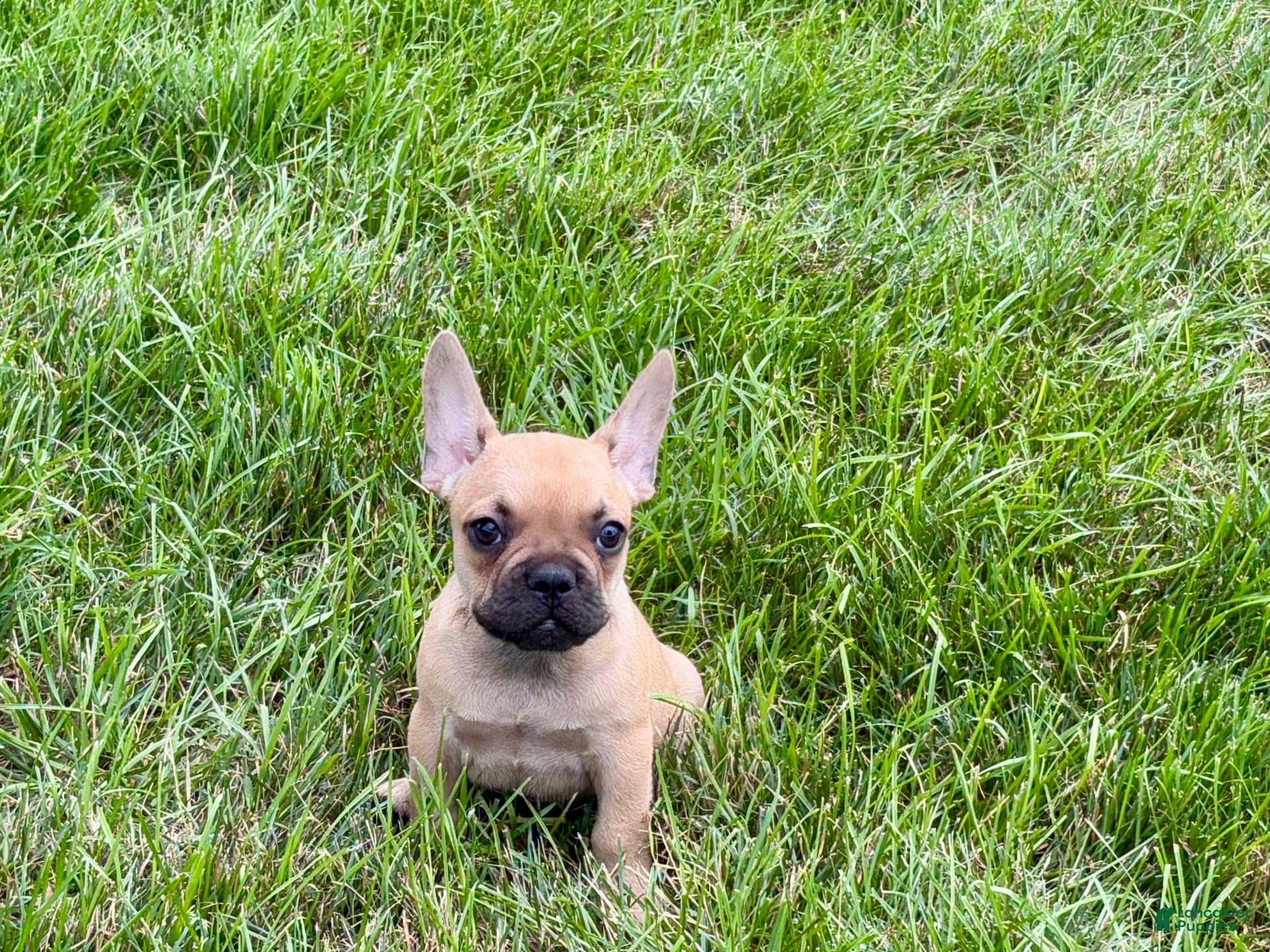 French Bulldog dogs Harris - Ad 2