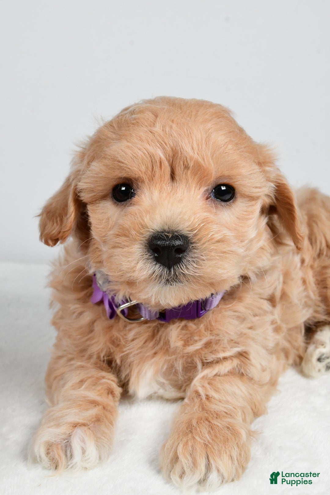 Maltipoo dogs for sale: Julie - Ad 3