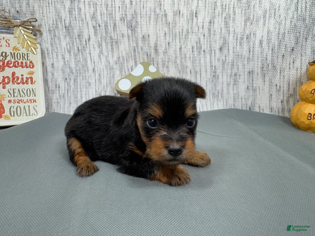 Yorkshire Terrier dogs for sale: Yorkshire Terrier Puppy 2 - Ad 4