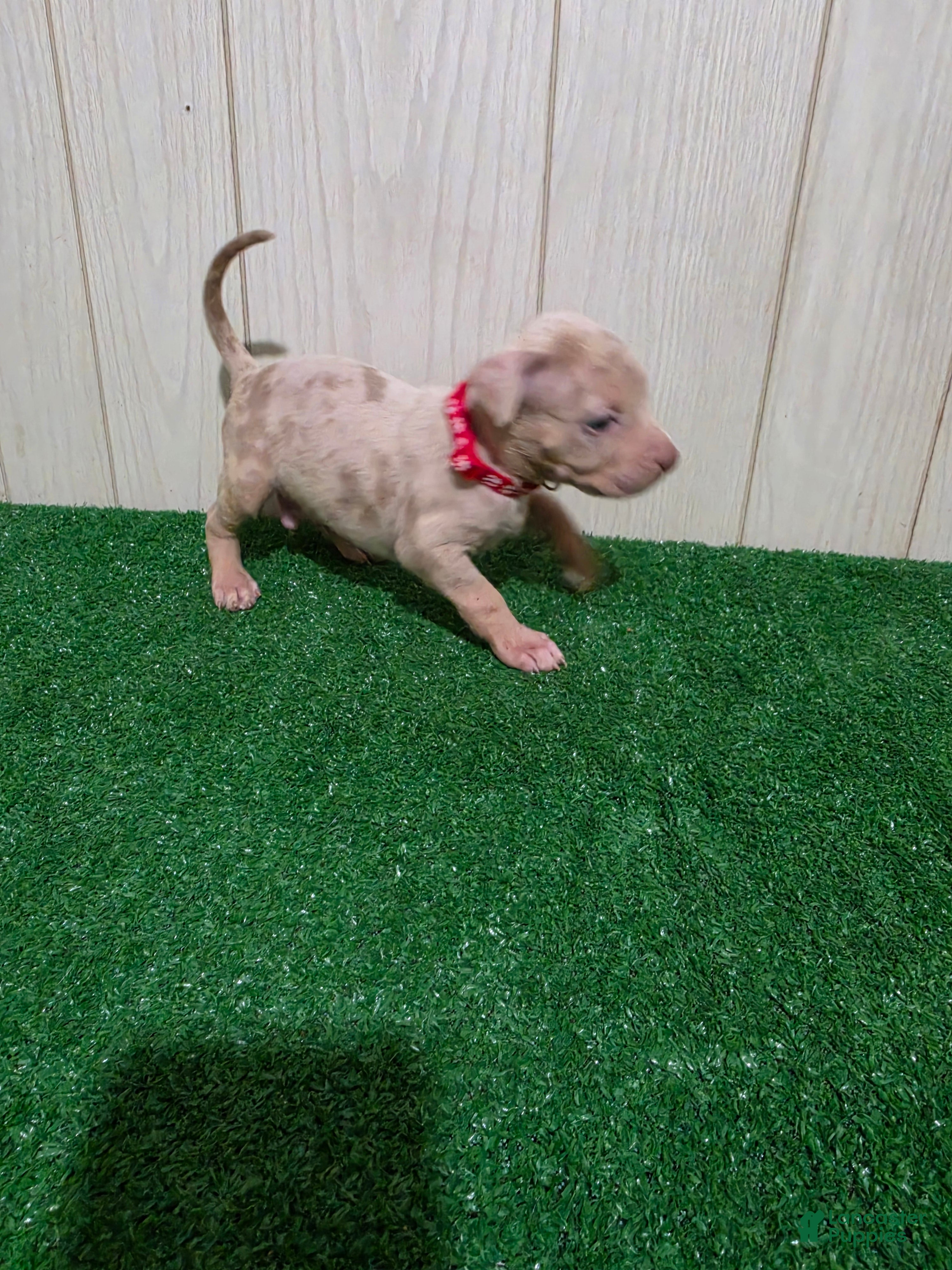 American Bully dogs for sale: American Bully XL Puppy 2 (Red Collar) - Ad 3