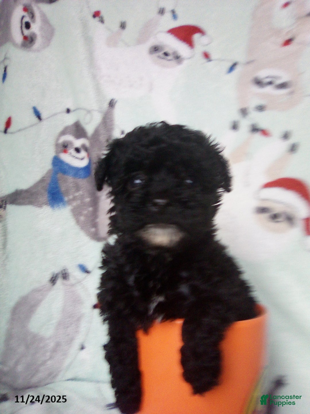 Toy Poodle dogs for sale: Rachel - Ad 6