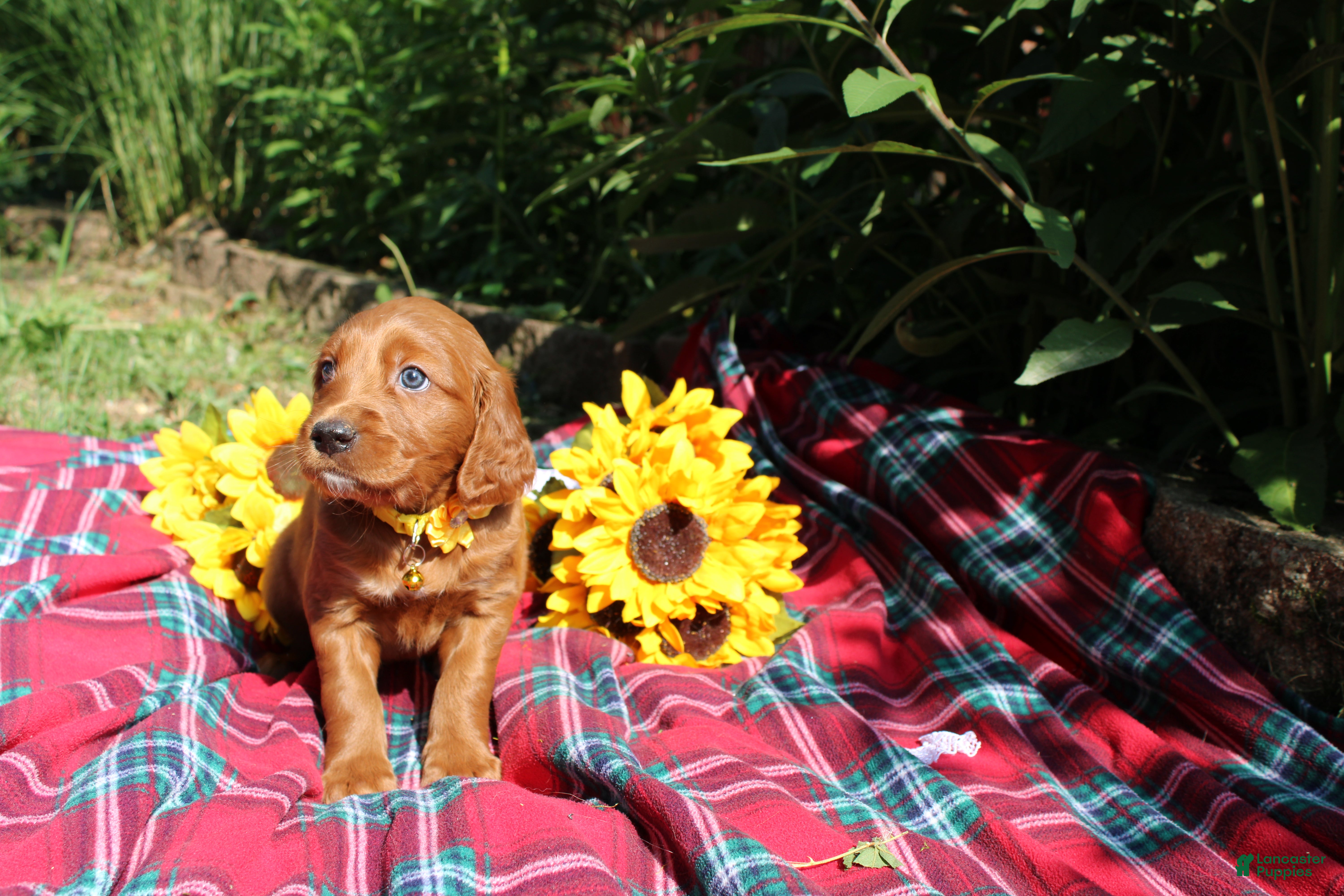 Mixed Breed dogs Summer - Irish Goldendoodle  - Ad 1