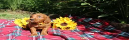 Mixed Breed dogs for sale: Summer - Irish Goldendoodle  - Ad 1