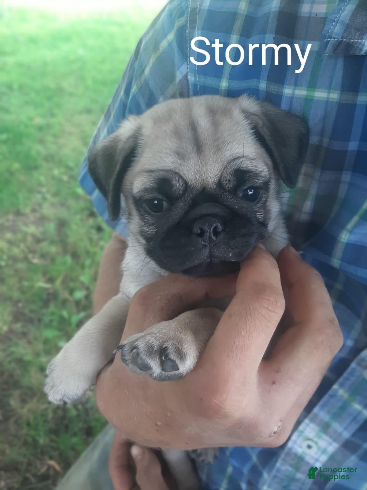 Pug (Pug, Male) in Charles City, IA