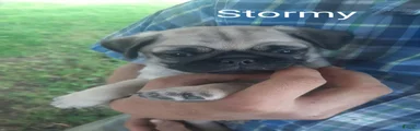 Pug 1