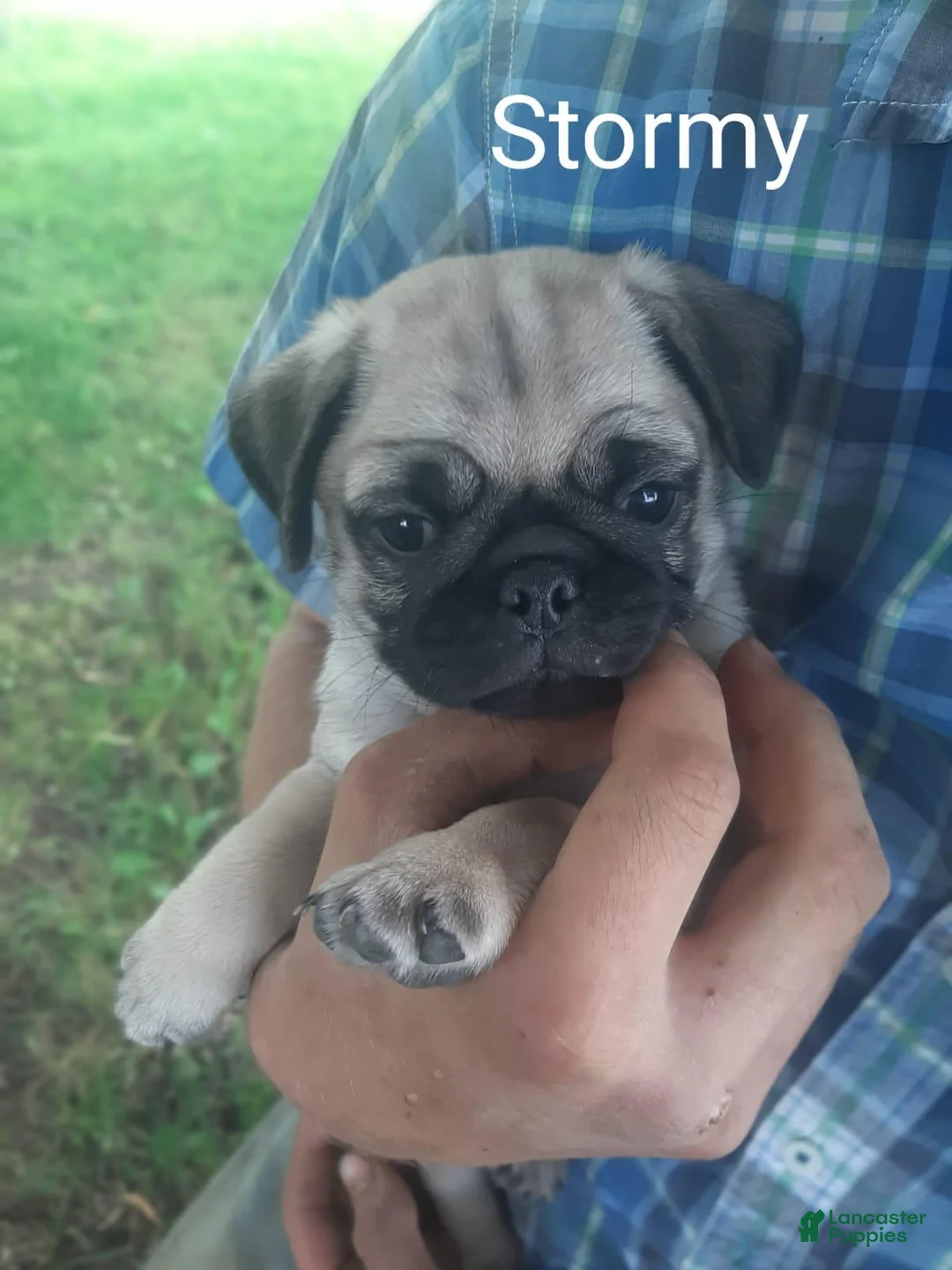Pug dogs for sale: Pug 1 - Ad 1
