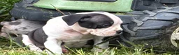 Olde English Bulldogge dogs for sale: Olde English Bulldogge 1 - Ad 3