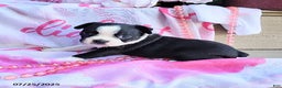 Boston Terrier dogs for sale: Roselyn - Ad 10