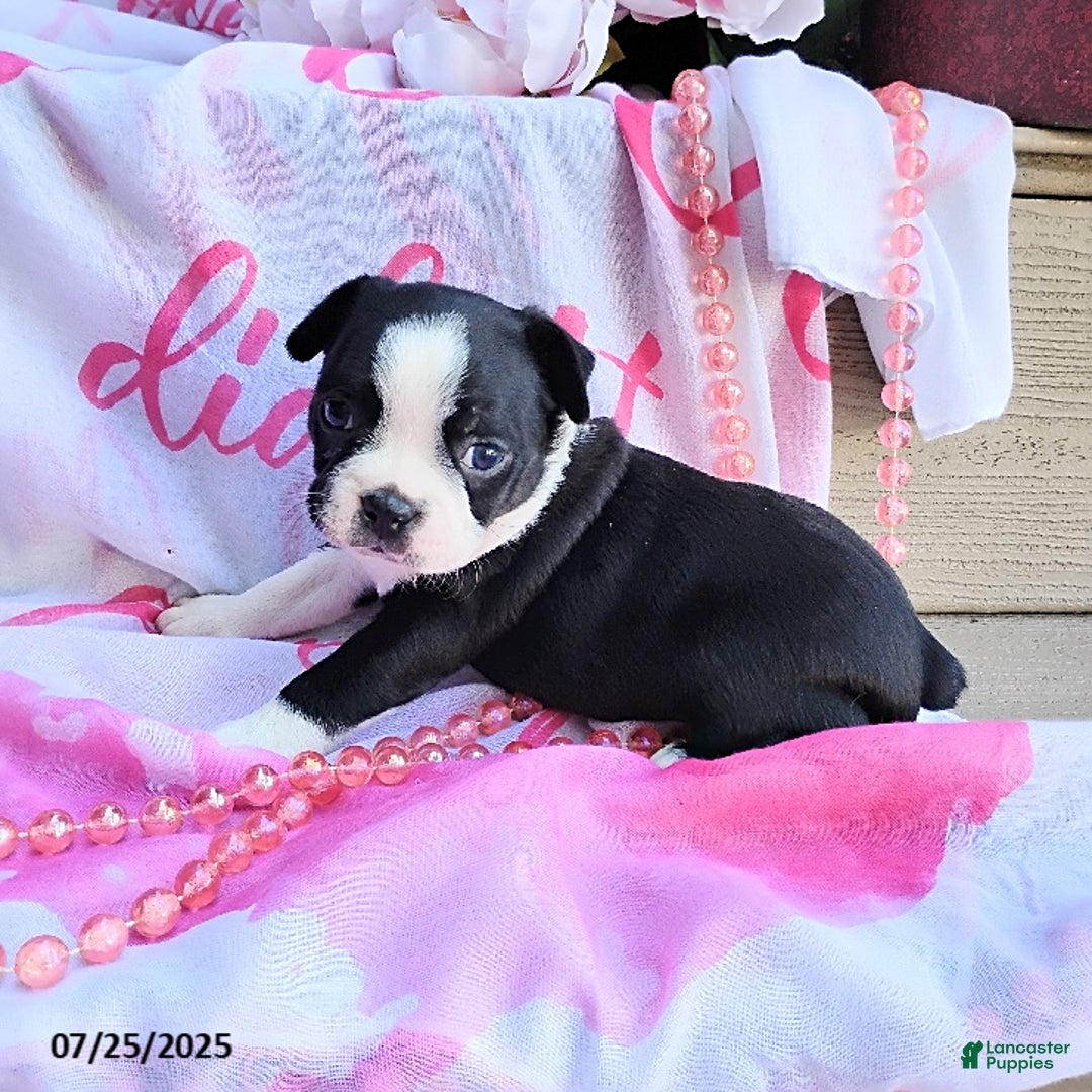 Boston Terrier dogs for sale: Roselyn - Ad 10