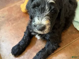 Aussiedoodle dogs BLaze - Ad 13