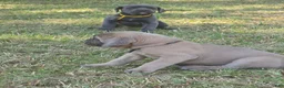 Cane Corso dogs for sale: Cane Corso Puppy 7 - Ad 3