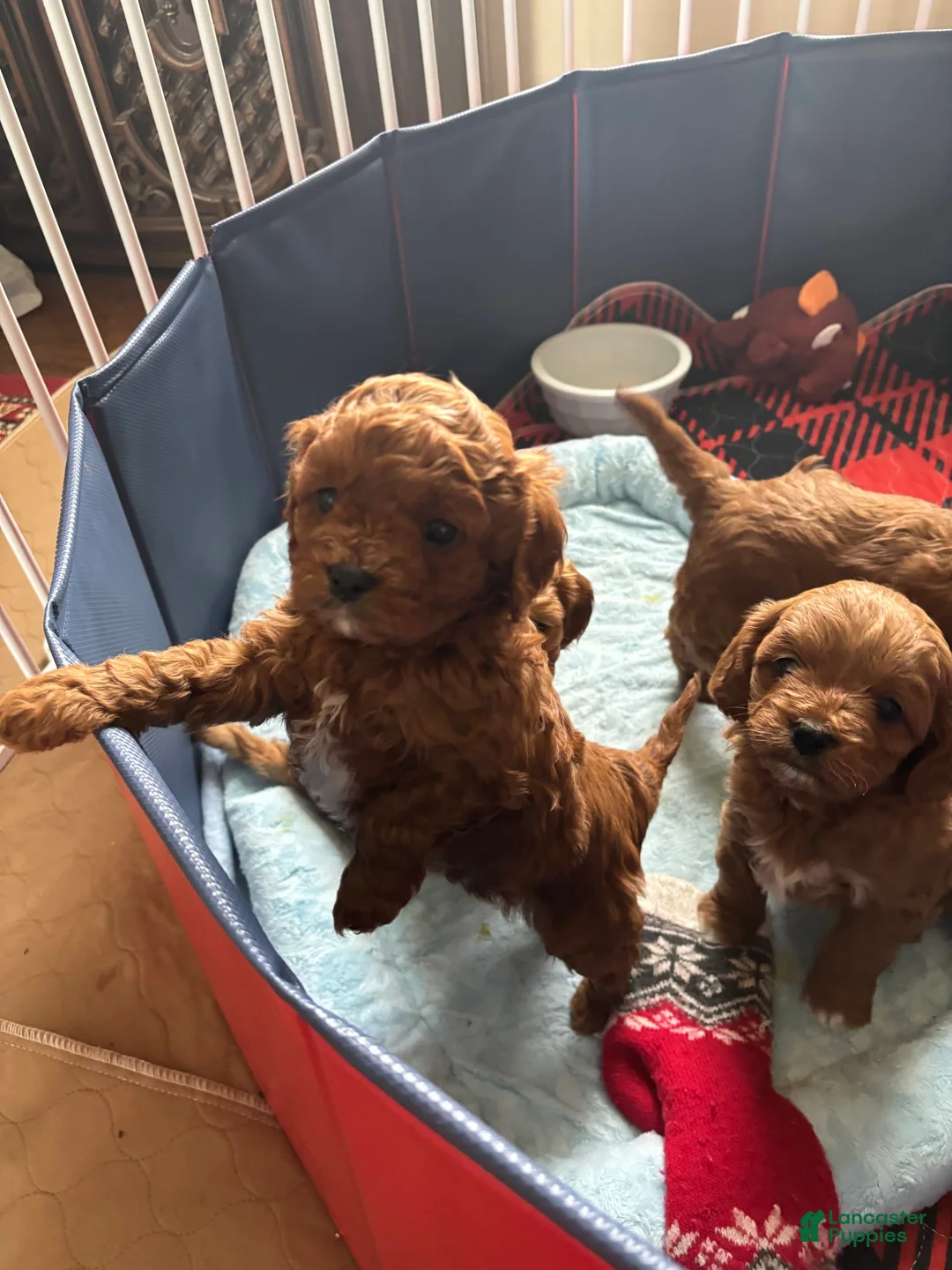 Gallery Image {{count}}