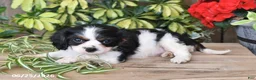 Cavalier King Charles Spaniel dogs for sale: Tina - Ad 4