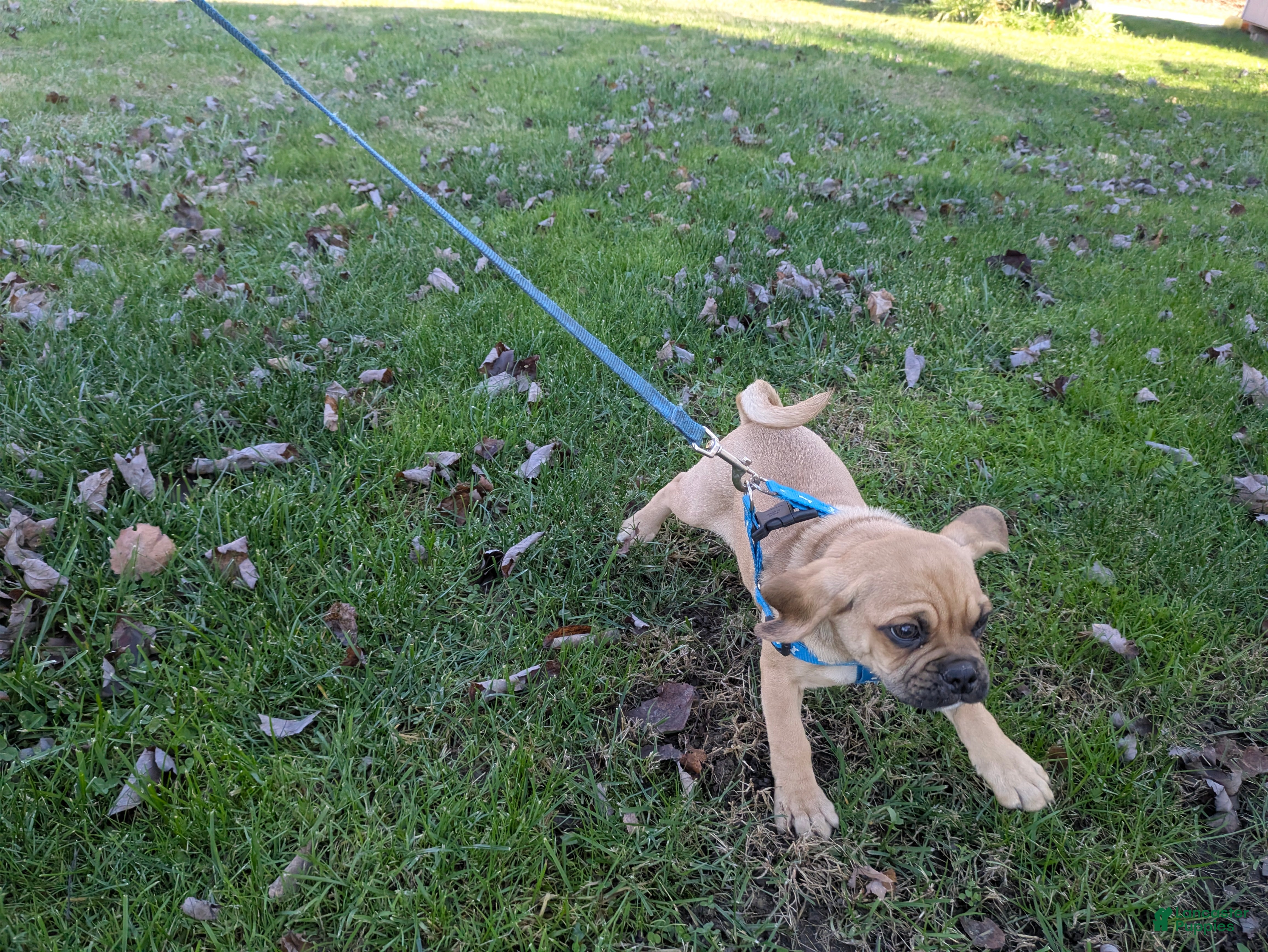 Puggle dogs Brent - Ad 4