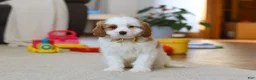Cavapoo dogs for sale: Ace - Ad 1
