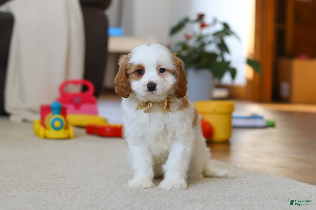 Cavapoo dogs for sale: Ace - Ad 1