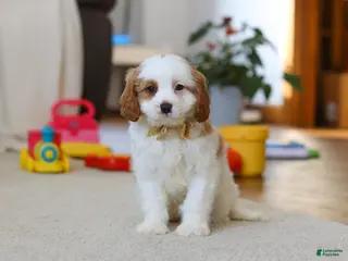 Cavapoo dogs Ace - Ad 2