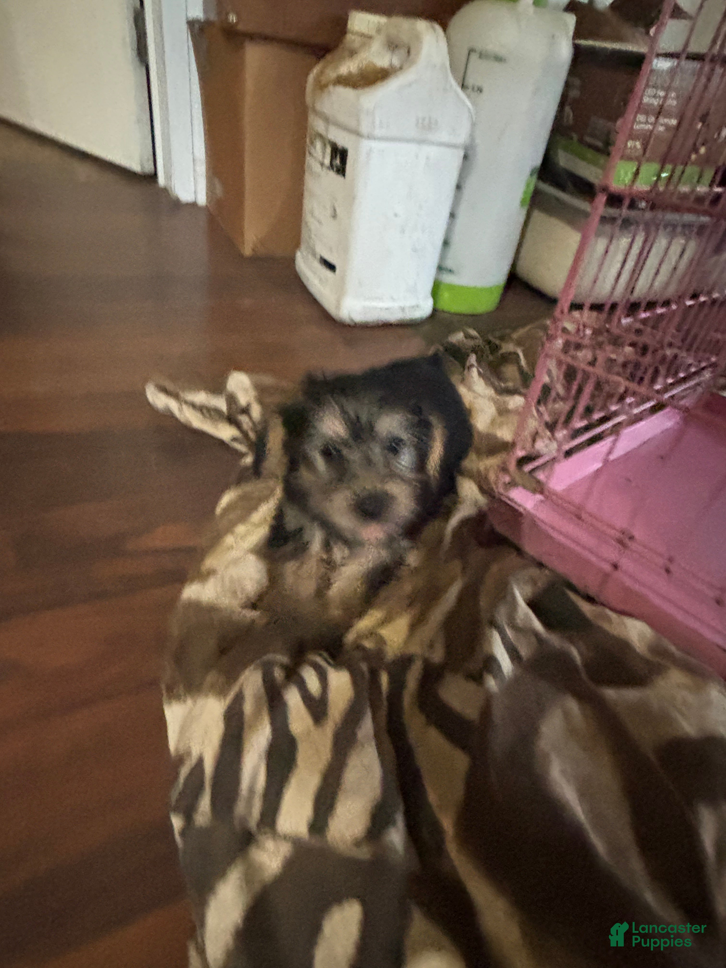 Mixed Breed dogs Mixed Breed Puppy 5 - Ad 5