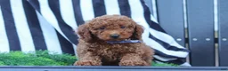 Miniature Poodle dogs for sale: Duke - Ad 7