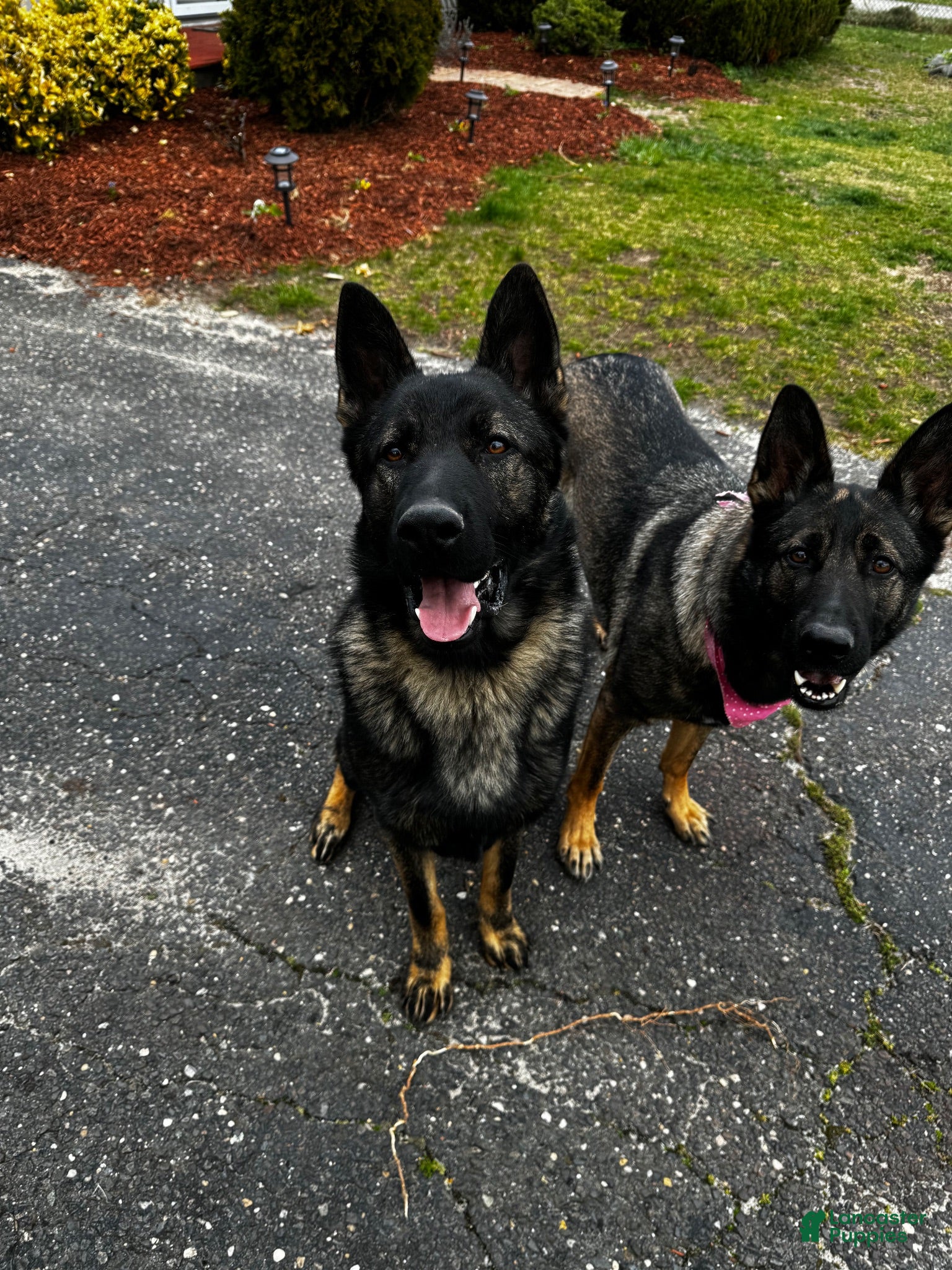 German Shepherd dogs Hudson - Ad 2