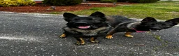 German Shepherd dogs for sale: Hunter - Ad 3