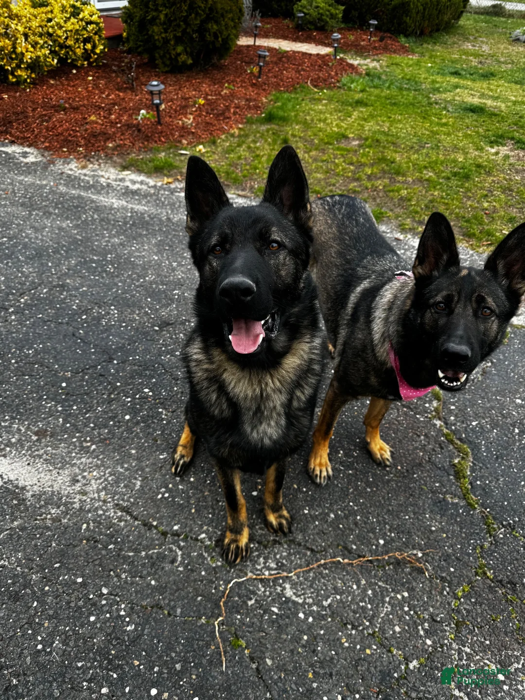 German Shepherd dogs for sale: Zeus - Ad 3