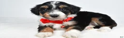 Mini Aussiedoodle dogs for sale: Gordan - Ad 4
