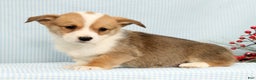 Welsh Corgi Pembroke dogs for sale: Beau - Ad 2