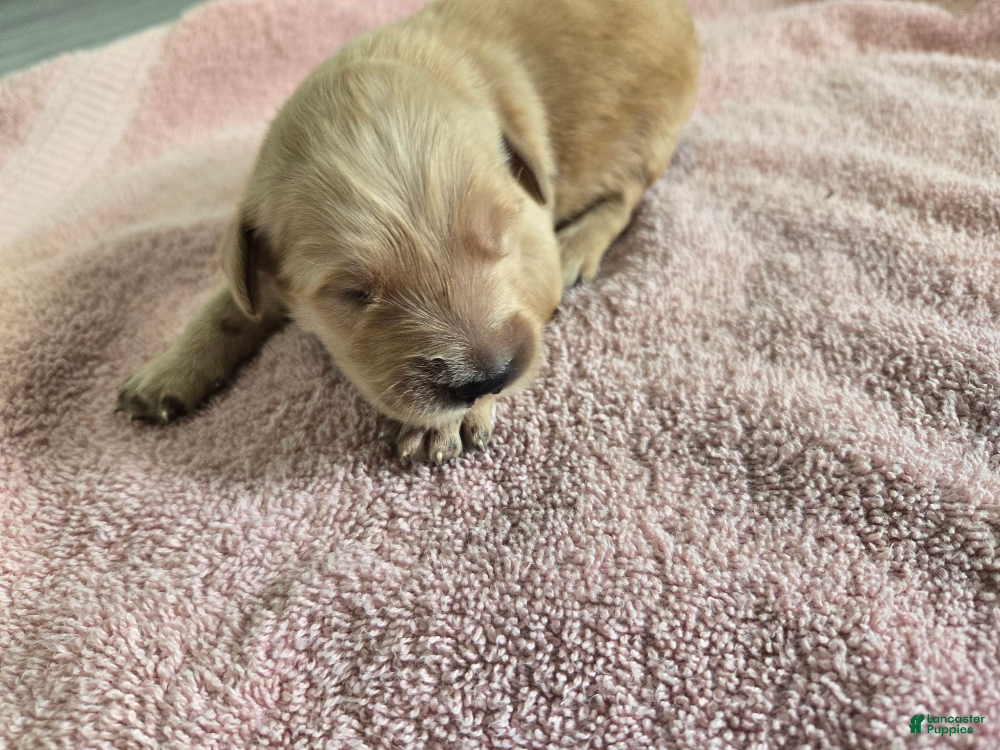 Golden Retriever dogs (AKC) Leo - Ad 24