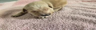 (AKC) Leo