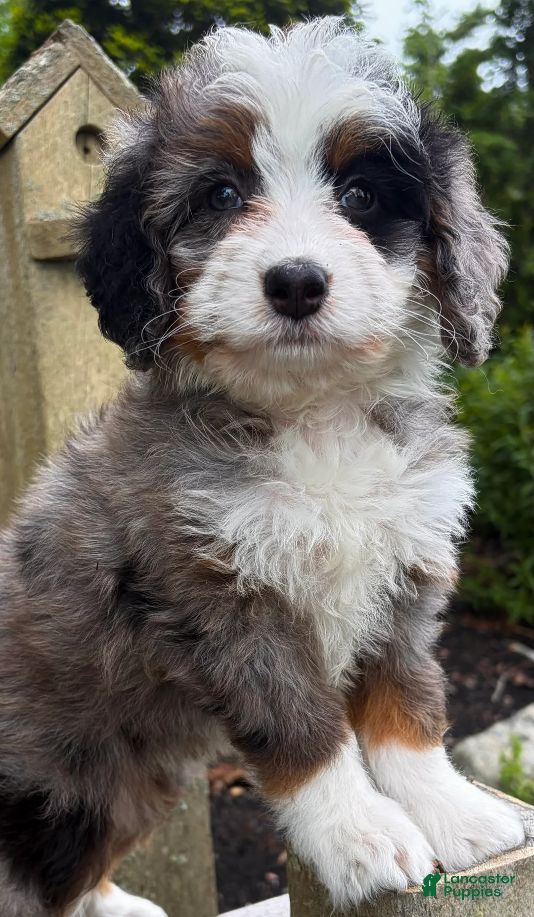 Mini Bernedoodle dogs for sale: 💜IN BOSTON MASSACHUSETTS AREA💜TINY BLUE MERLE TRI COLOR💜MINI BERNEDOODLE💜 - Ad 10