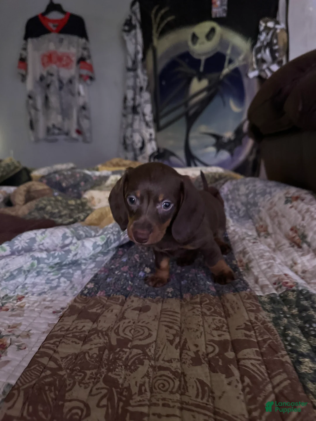 Miniature Dachshund dogs for sale: PAGANI - Ad 2