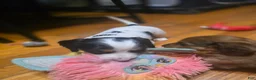 Miniature Dachshund dogs for sale: Piglet - Ad 20