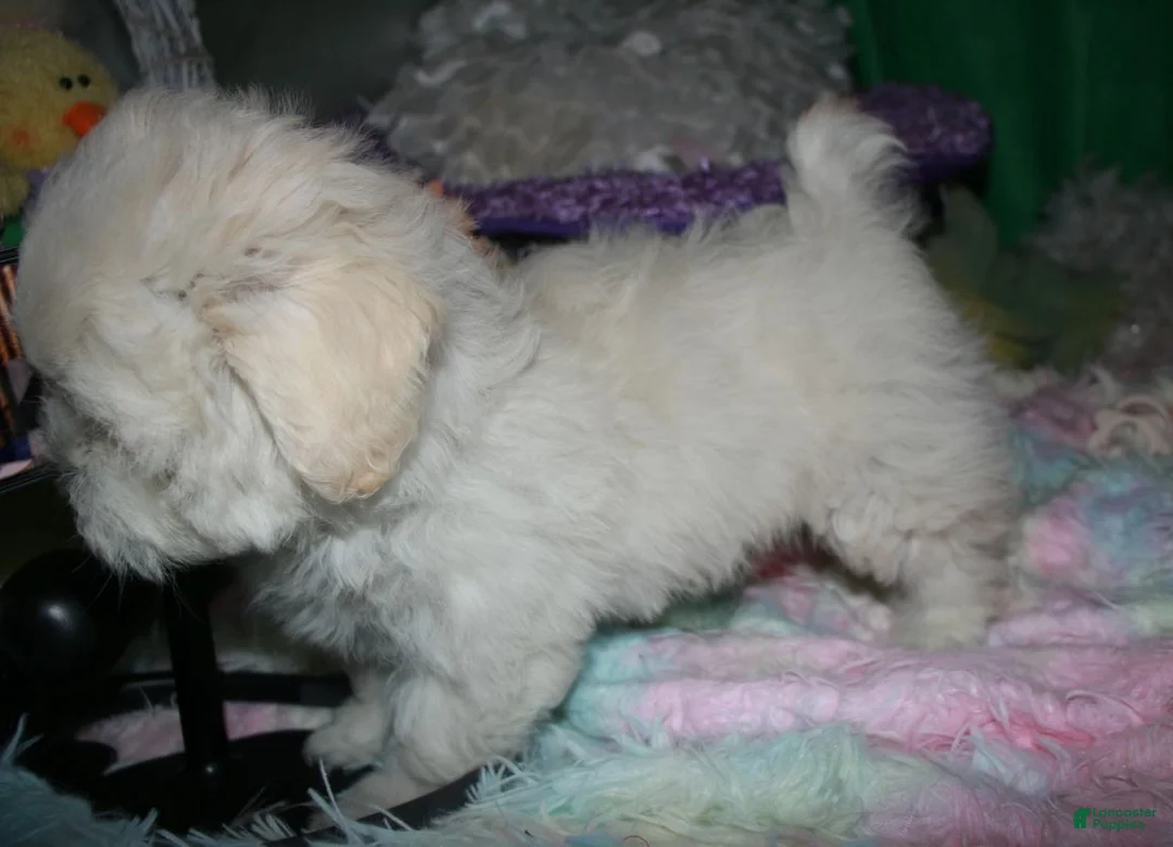 Shihpoo dogs for sale: JoJo  - Ad 7